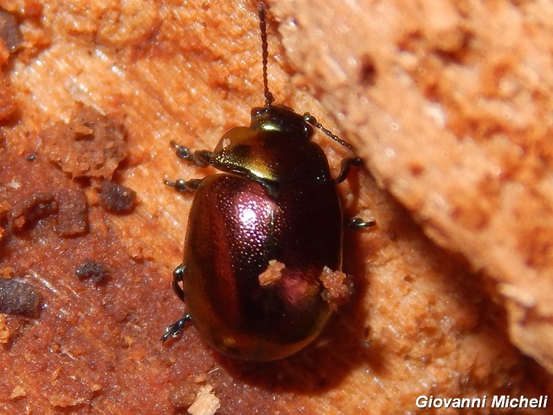 Serie di Chrysomelidae del Parco del Ticino